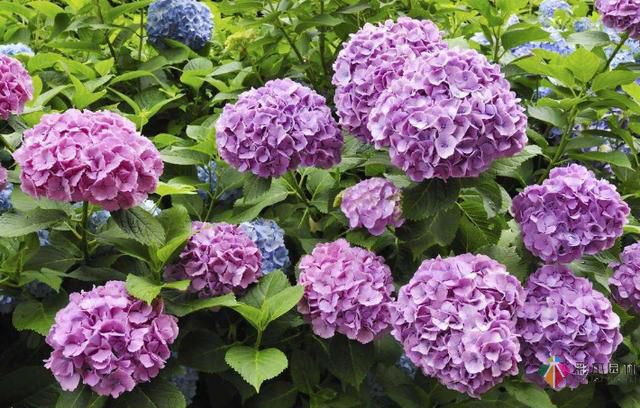 私家花園植物如何配置方法及家庭養花技巧?