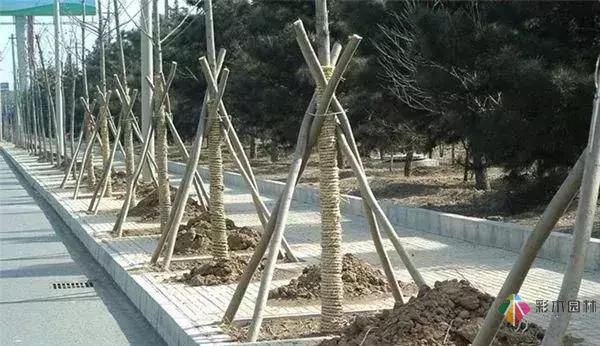 17種園林綠化種植技術(shù)及處理辦法,值得珍藏!