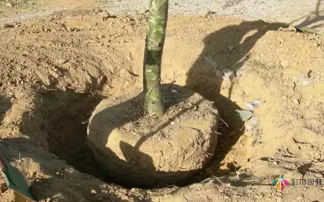 17種園林綠化種植技術(shù)及處理辦法,值得珍藏!