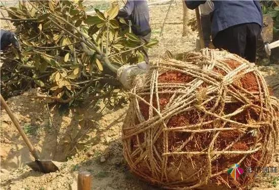 17種園林綠化種植技術(shù)及處理辦法,值得珍藏!