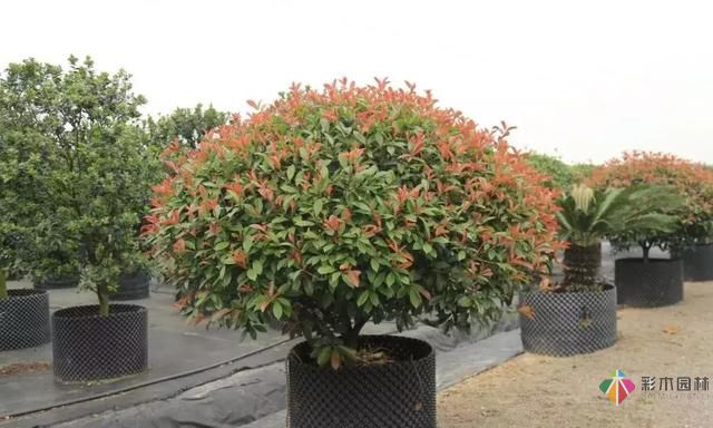 17種園林綠化種植技術(shù)及處理辦法,值得珍藏!