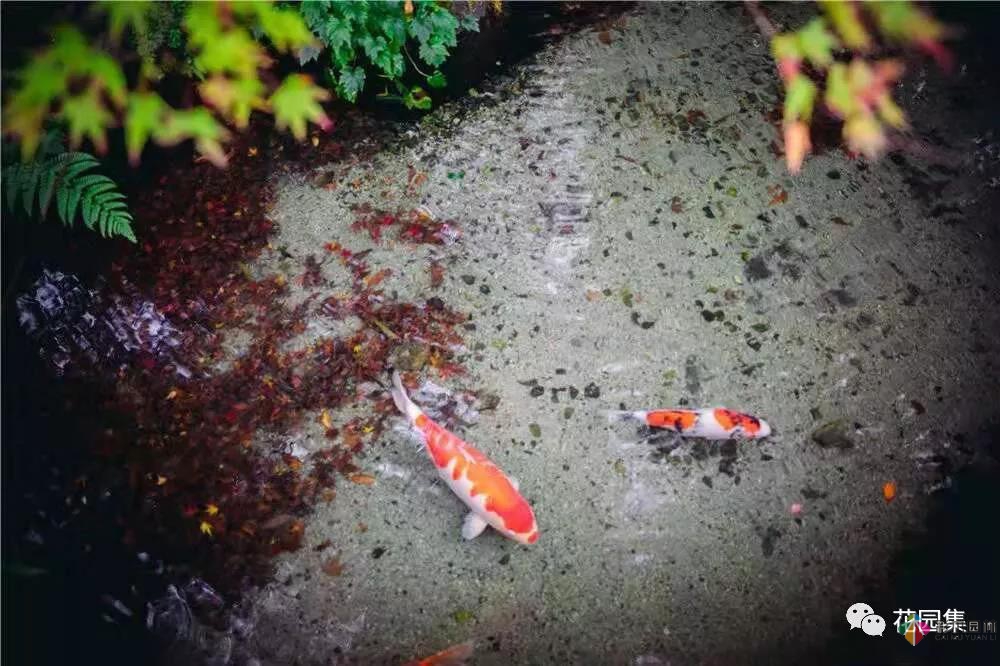 花園水景設計和養護要點基本的都在這里了!