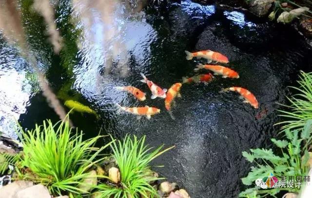 花園水景設計和養護要點基本的都在這里了!