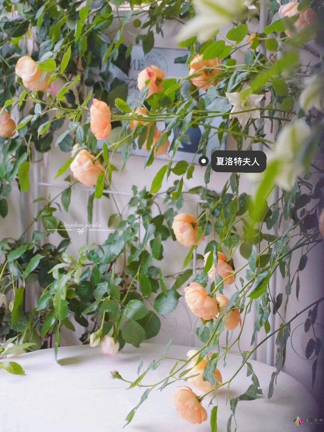 4㎡陽臺花園改造，輕松打造背景花墻，享受種花樂趣。