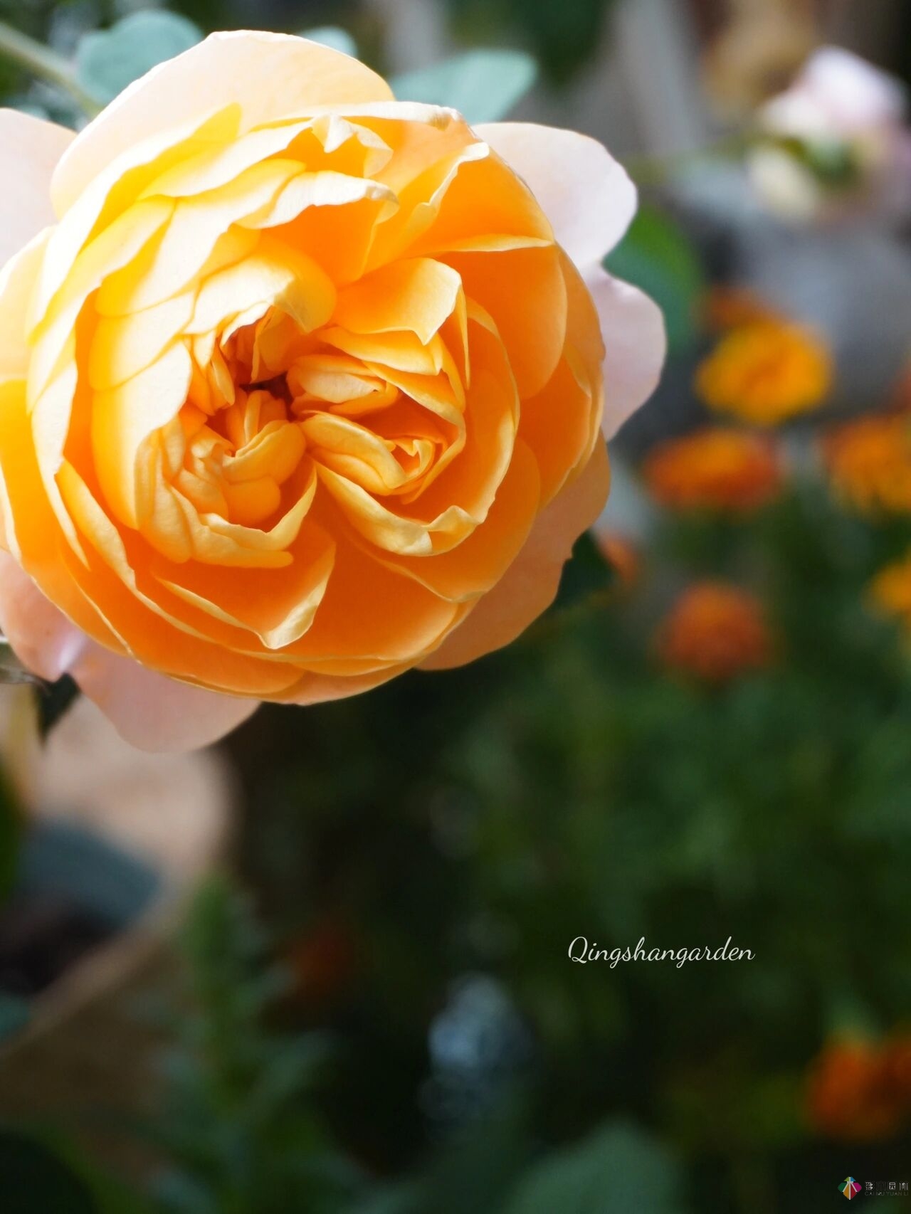 4㎡陽臺花園改造，輕松打造背景花墻，享受種花樂趣。