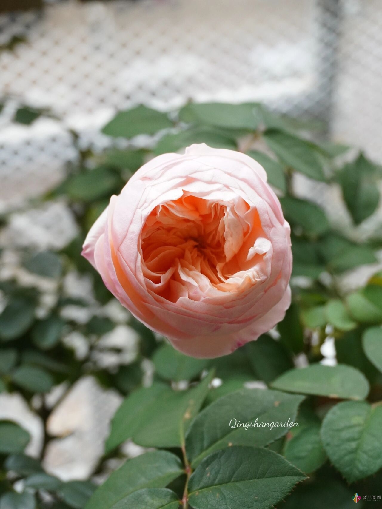 4㎡陽臺花園改造，輕松打造背景花墻，享受種花樂趣。
