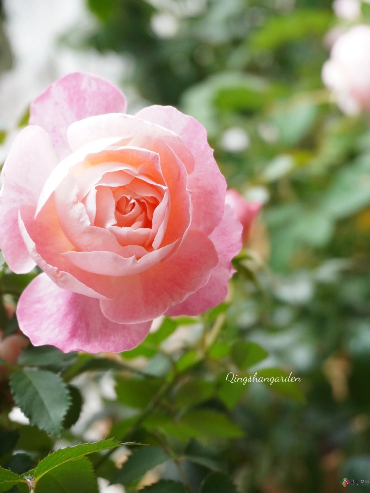 4㎡陽臺花園改造，輕松打造背景花墻，享受種花樂趣。