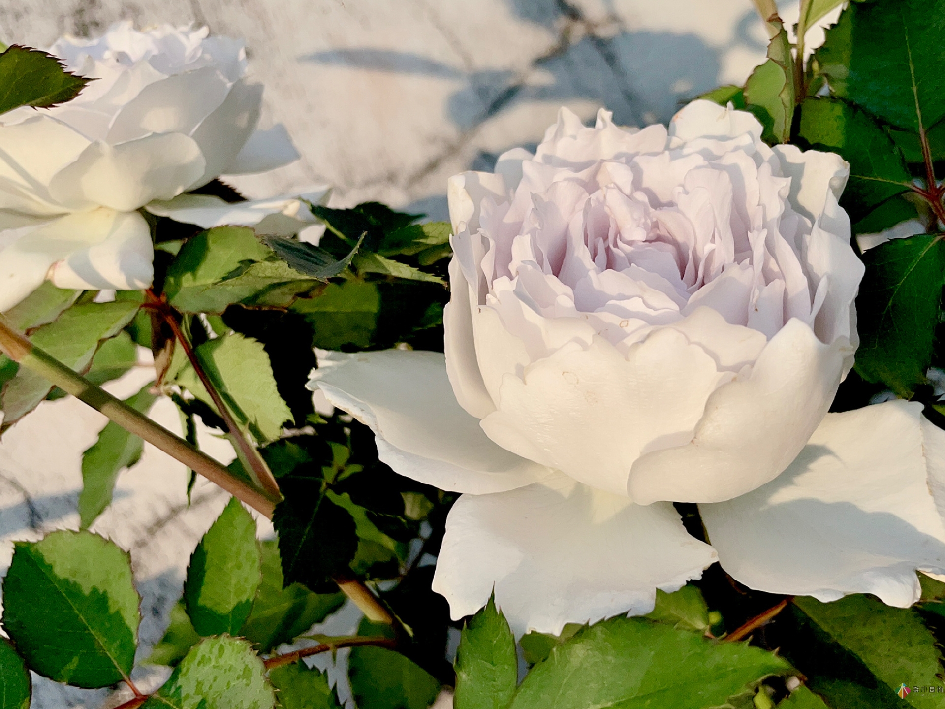 30㎡復式露臺，種花種草打造“sky 花園”，折騰了一年多，