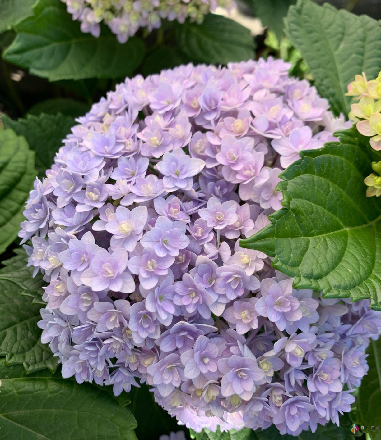 30㎡復式露臺，種花種草打造“sky 花園”，折騰了一年多，