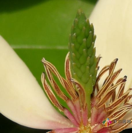 庭院設(shè)計別墅如何養(yǎng)笑臉花？