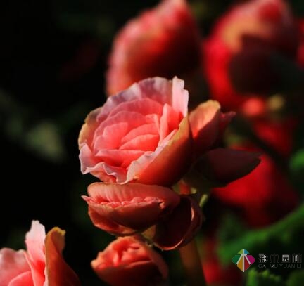 庭院設(shè)計別墅如何讓麗格海棠在圣誕節(jié)綻放
