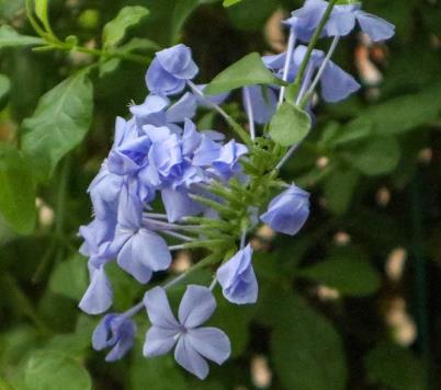別墅花園設(shè)計里藍(lán)雪花怎么爆盆