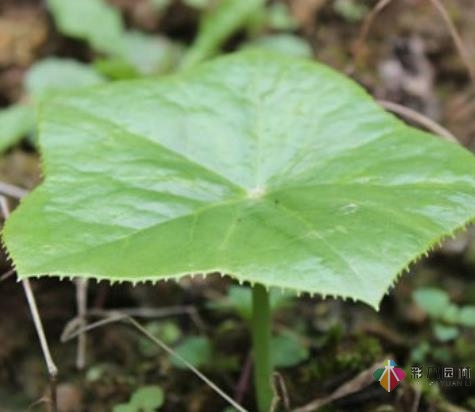 一年之計(jì)在于春，勤勞的人已經(jīng)開始造園了
