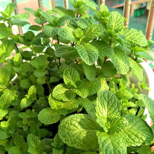 有了這個(gè)花園 kitchen，你可以隨時(shí)隨地吃燭光晚餐。